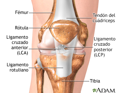 Ligamentos cruzados rodilla